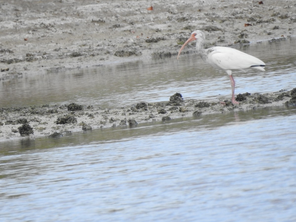 White Ibis - ML631649797