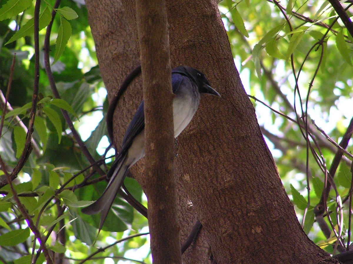 White-bellied Drongo - ML631649823