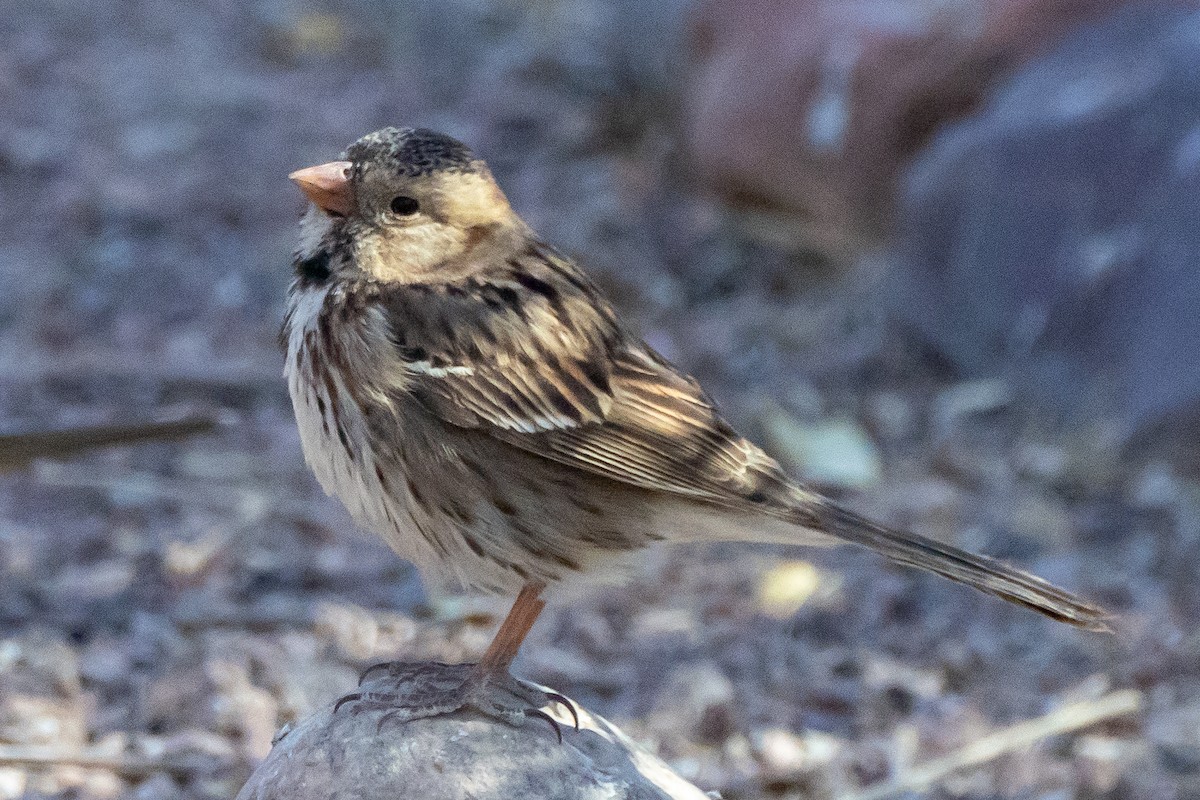 Harris's Sparrow - ML631649836