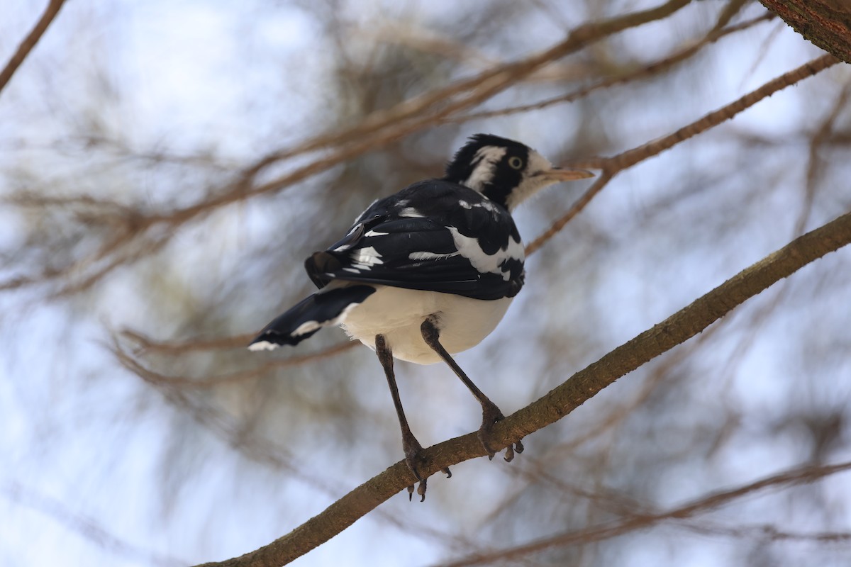 Magpie-lark - ML631649869