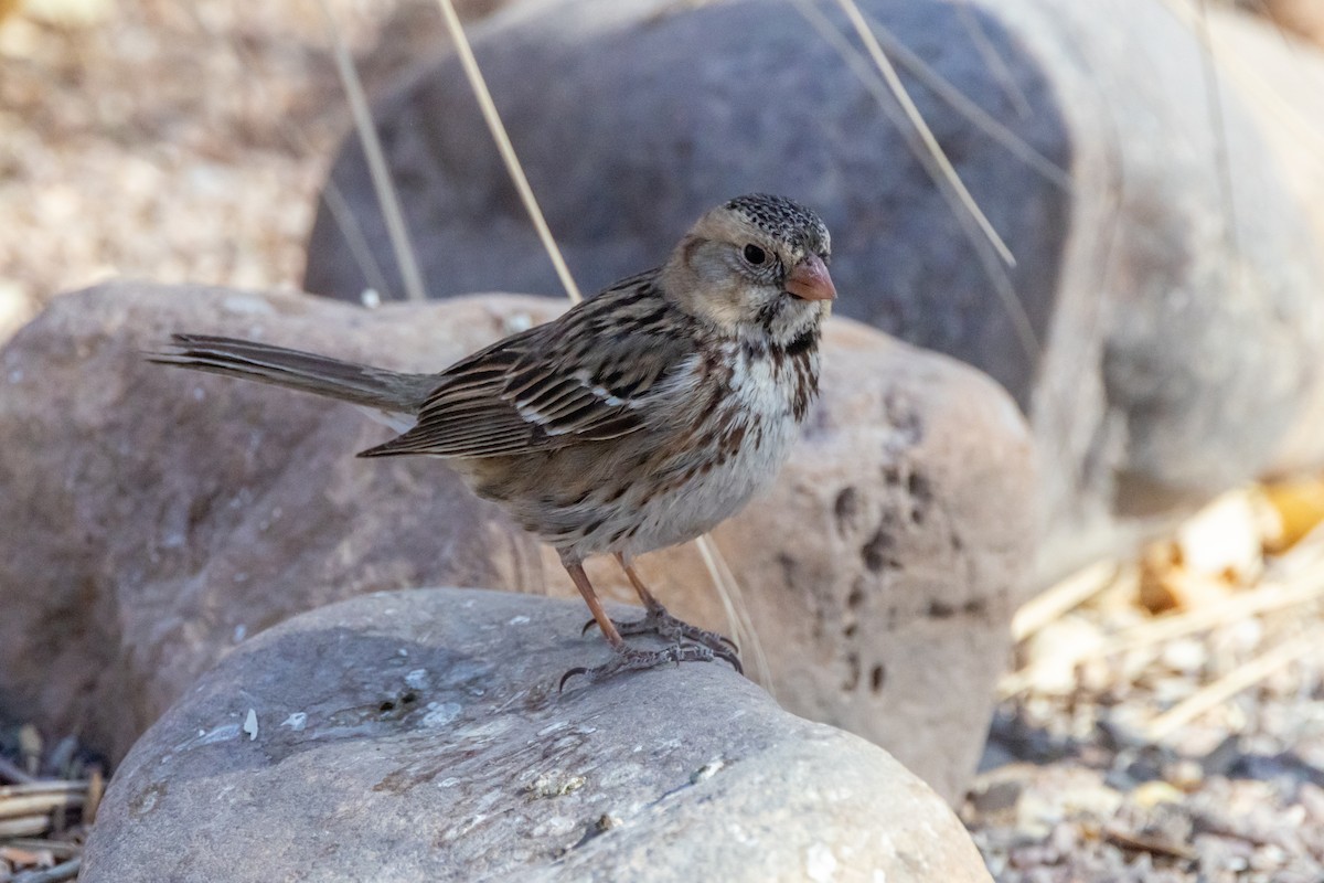 Harris's Sparrow - ML631649879