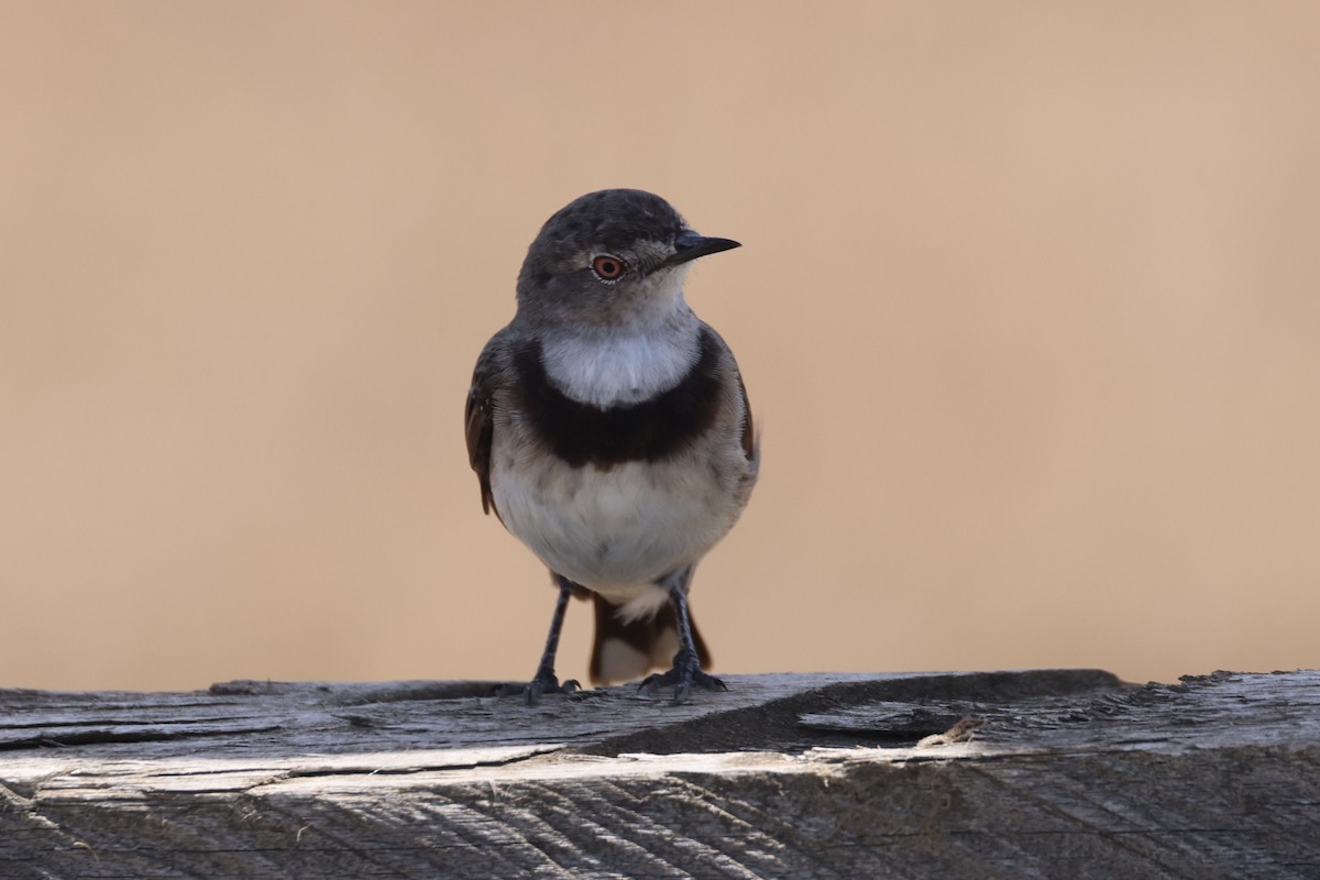 White-fronted Chat - ML631649886
