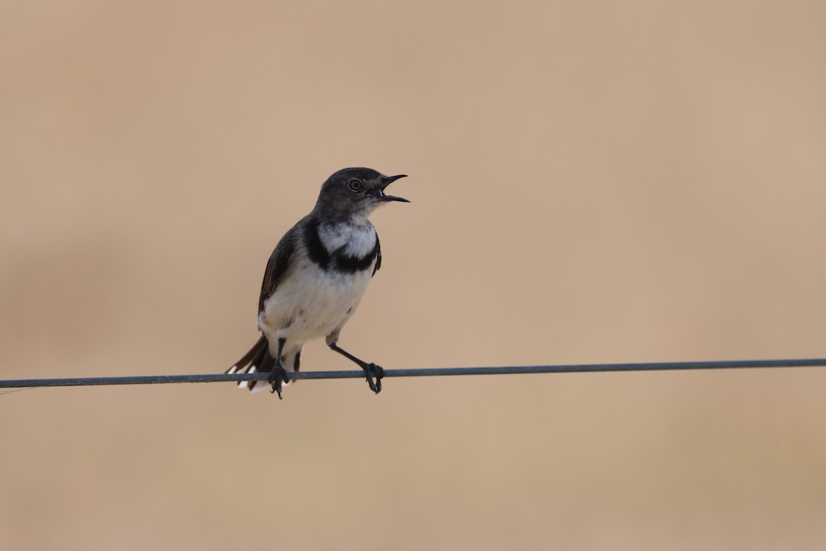 White-fronted Chat - ML631649887