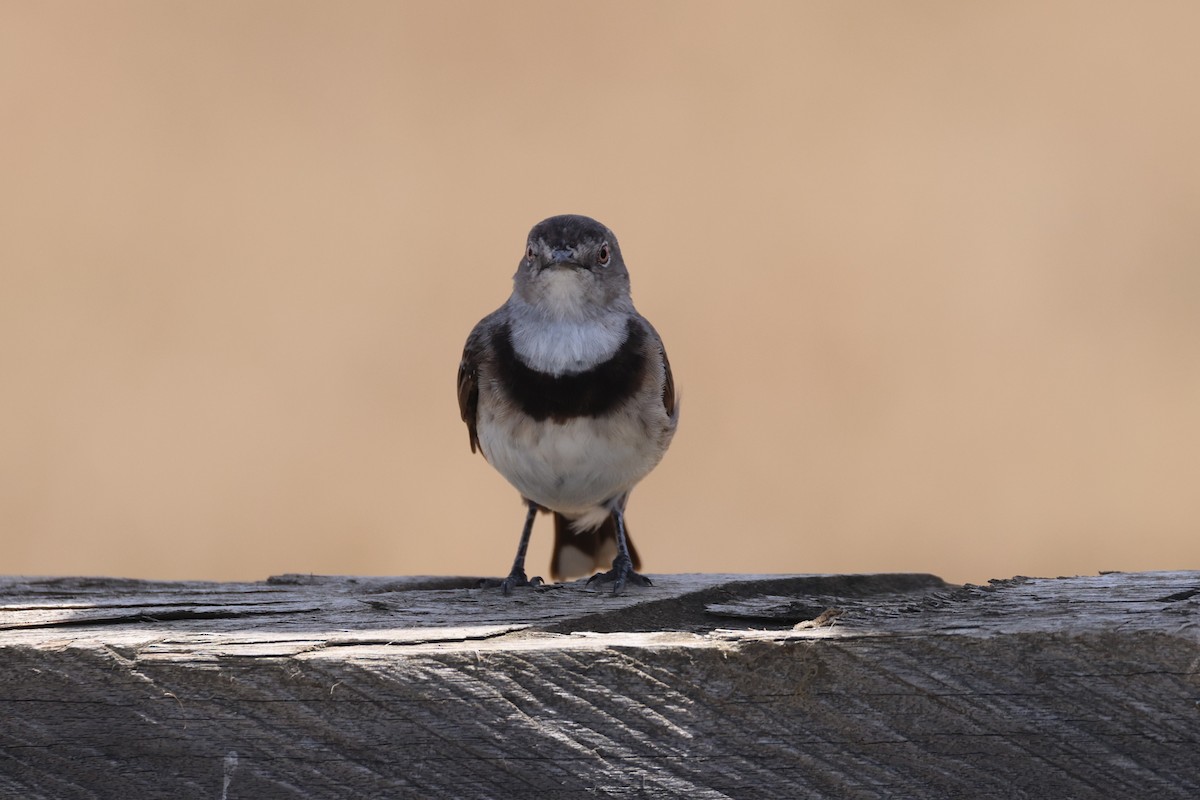 White-fronted Chat - ML631649888