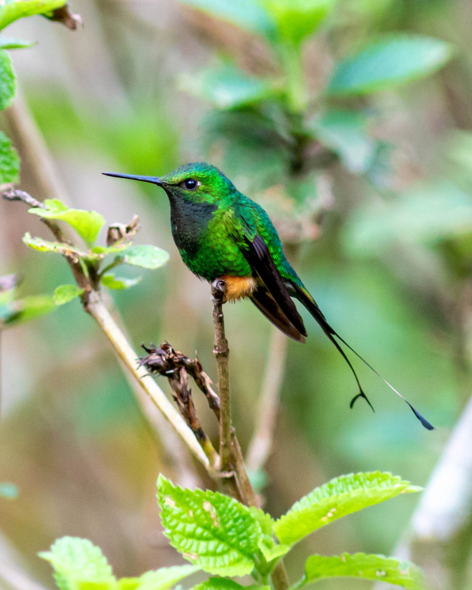 Rufous-booted Racket-tail - ML631649889
