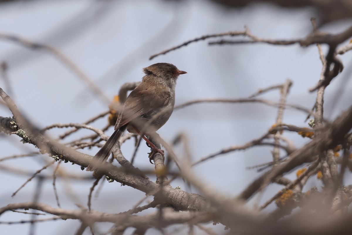 Superb Fairywren - ML631649891