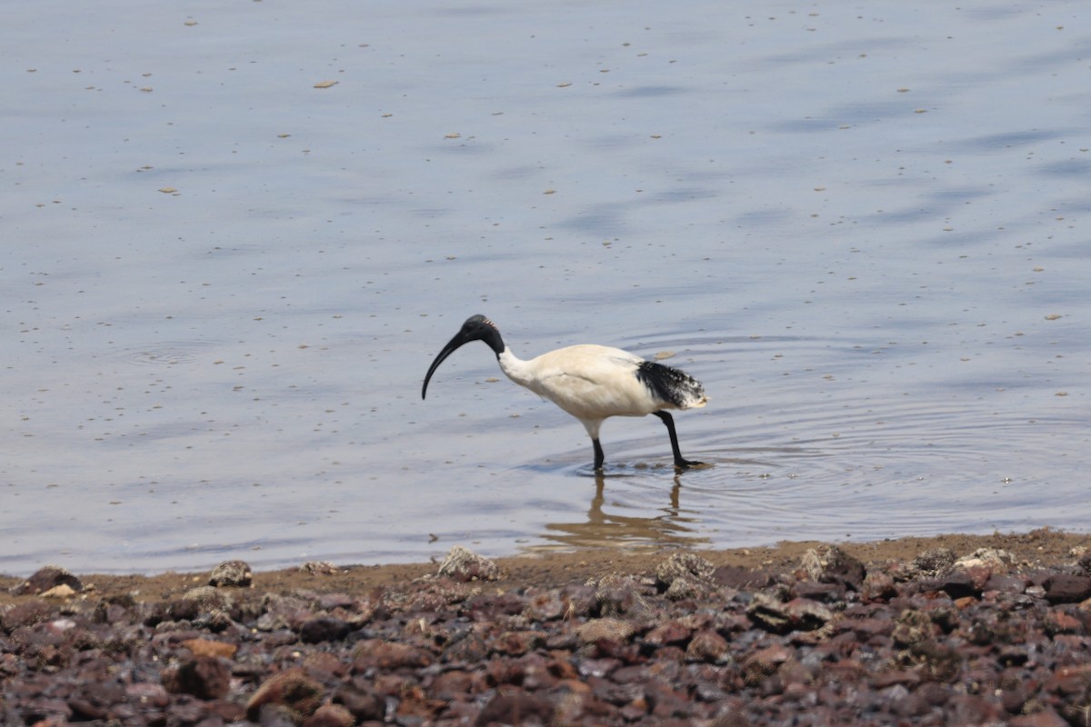 Australian Ibis - ML631649895
