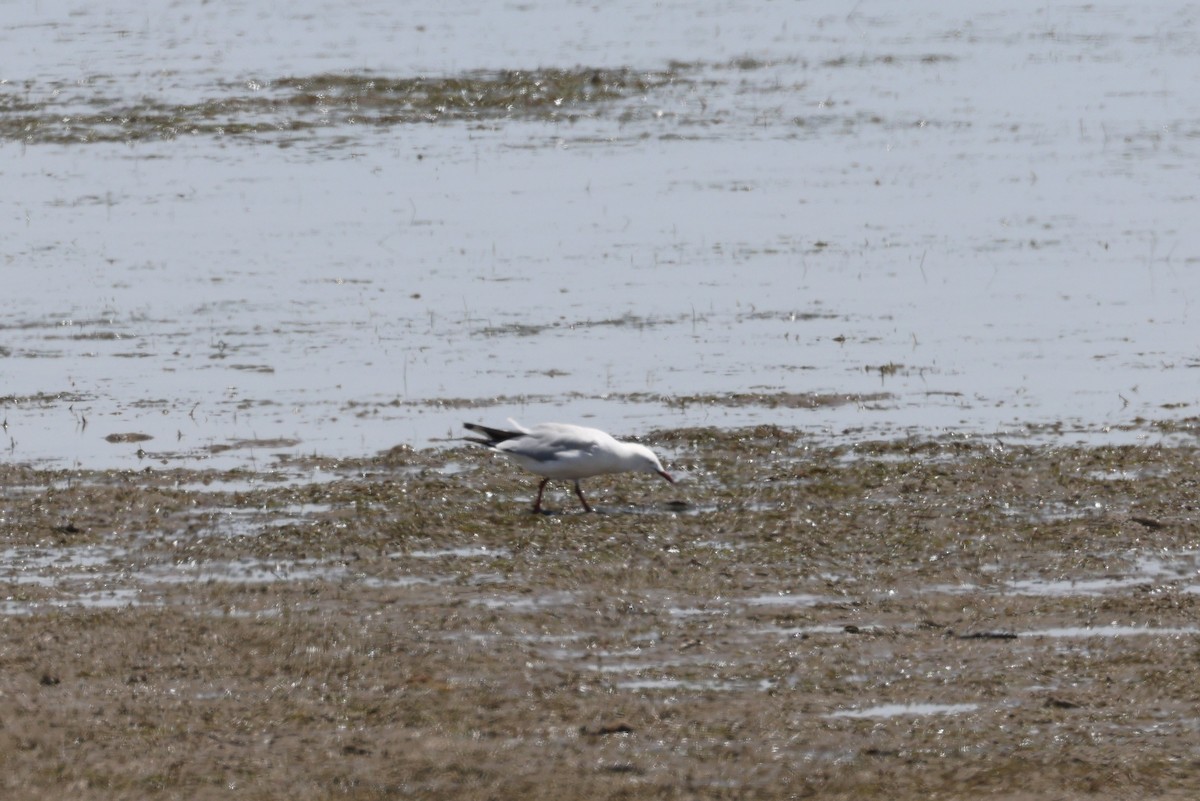 Silver Gull - ML631649898