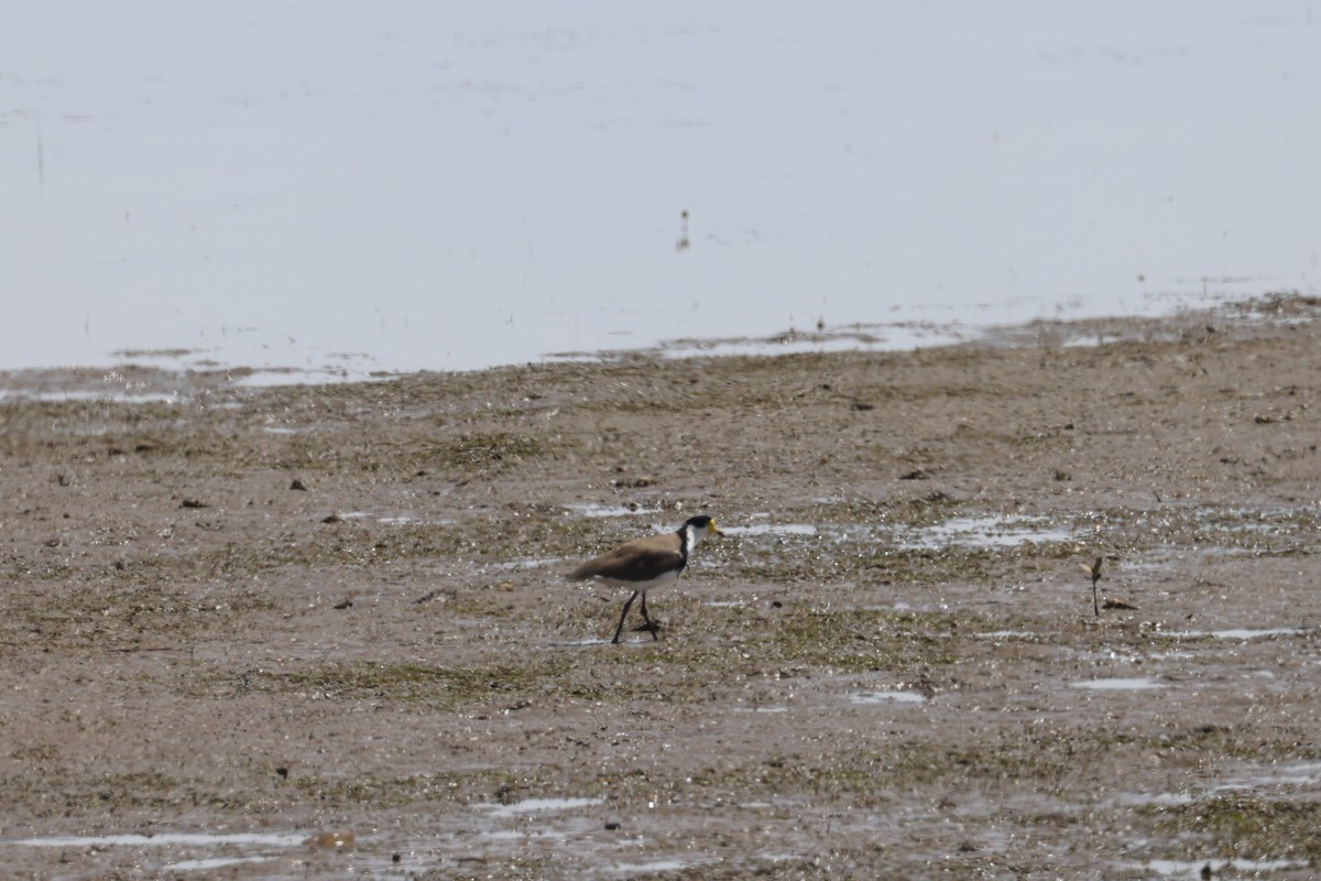 Masked Lapwing - ML631649903