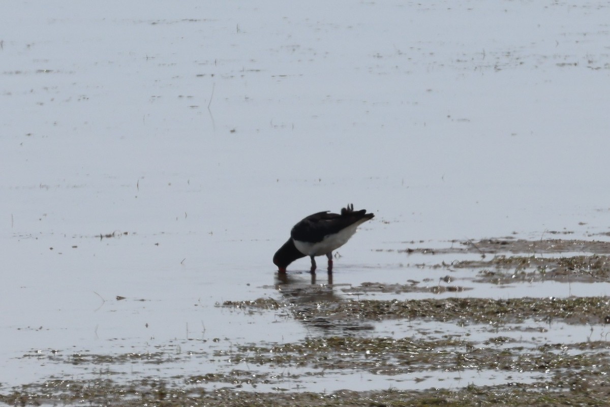 Pied Oystercatcher - ML631649907