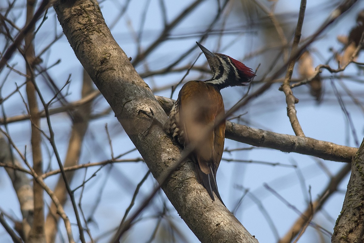 Common Flameback - ML631650053