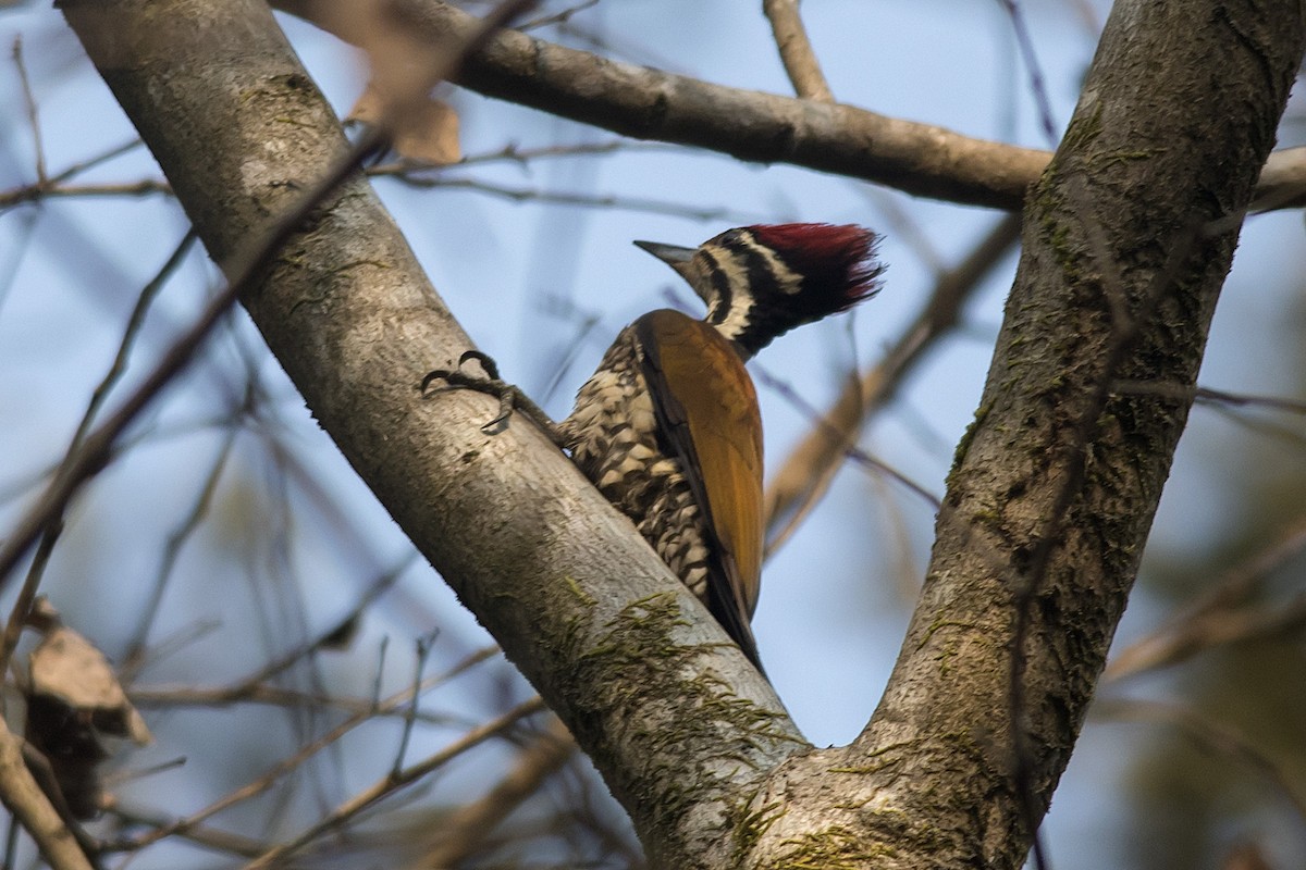 Common Flameback - ML631650054