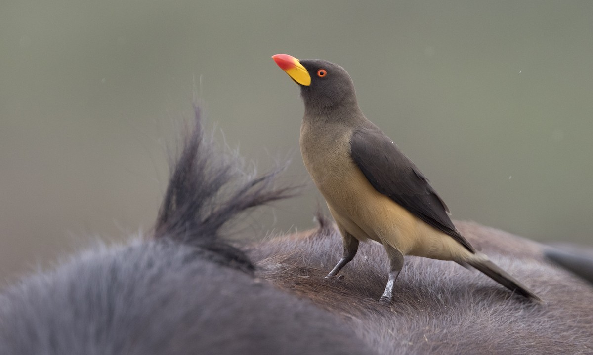 Yellow-billed Oxpecker - ML631650194