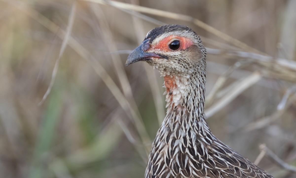 Clapperton's Spurfowl - Zak Pohlen