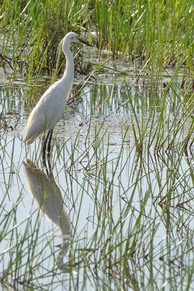Little Egret - ML631650290