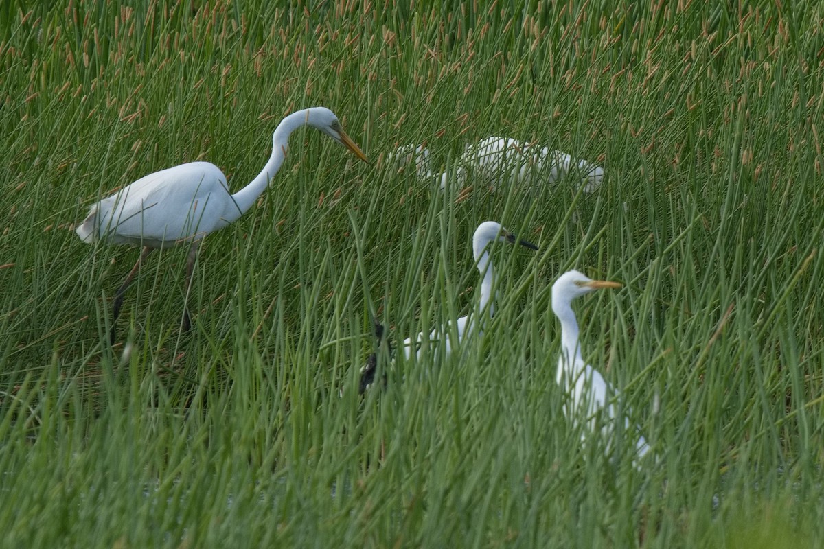 Great Egret - ML631650298
