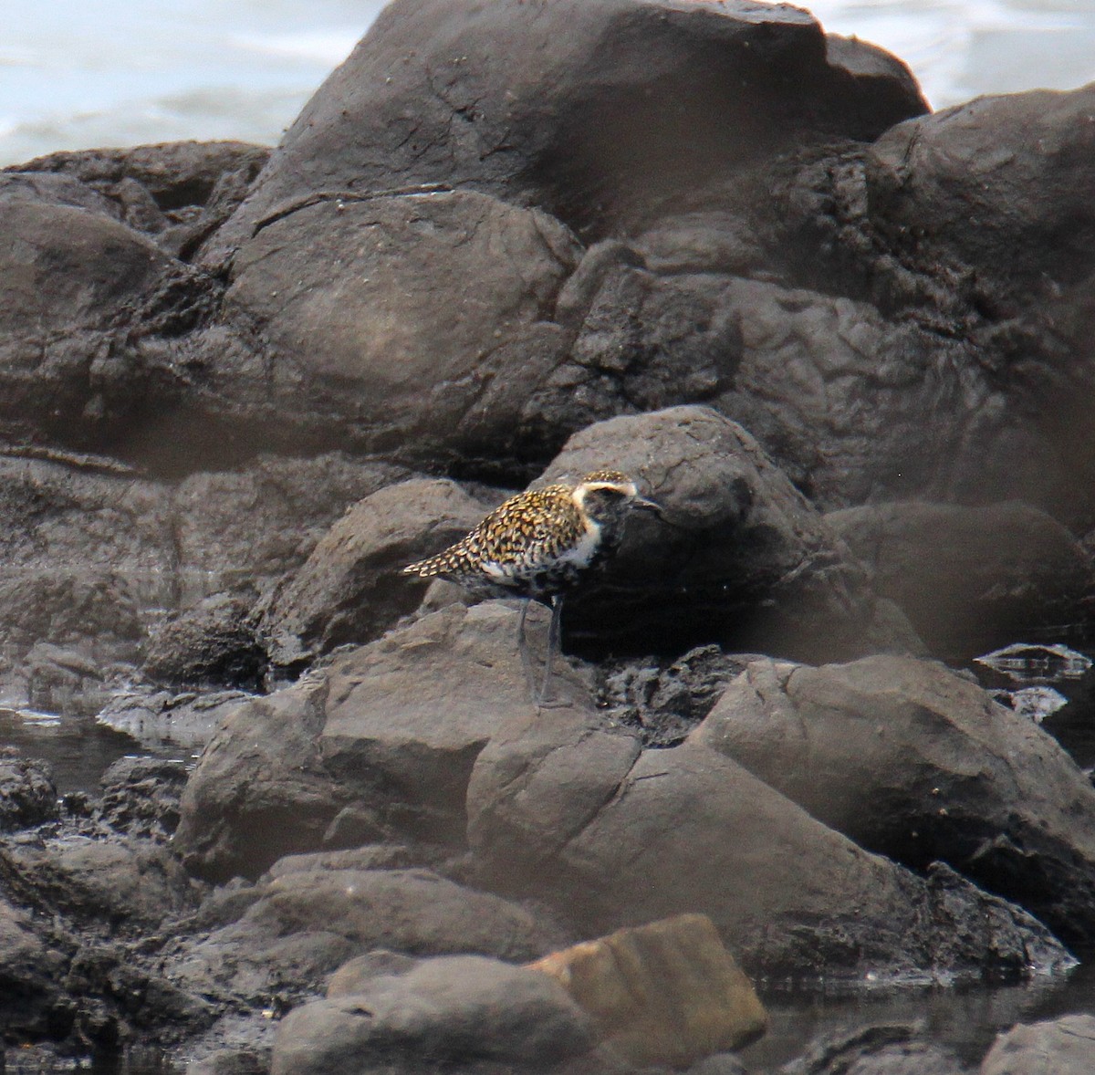 Pacific Golden-Plover - ML631650316