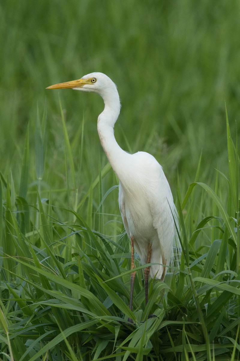 Plumed Egret - ML631650325