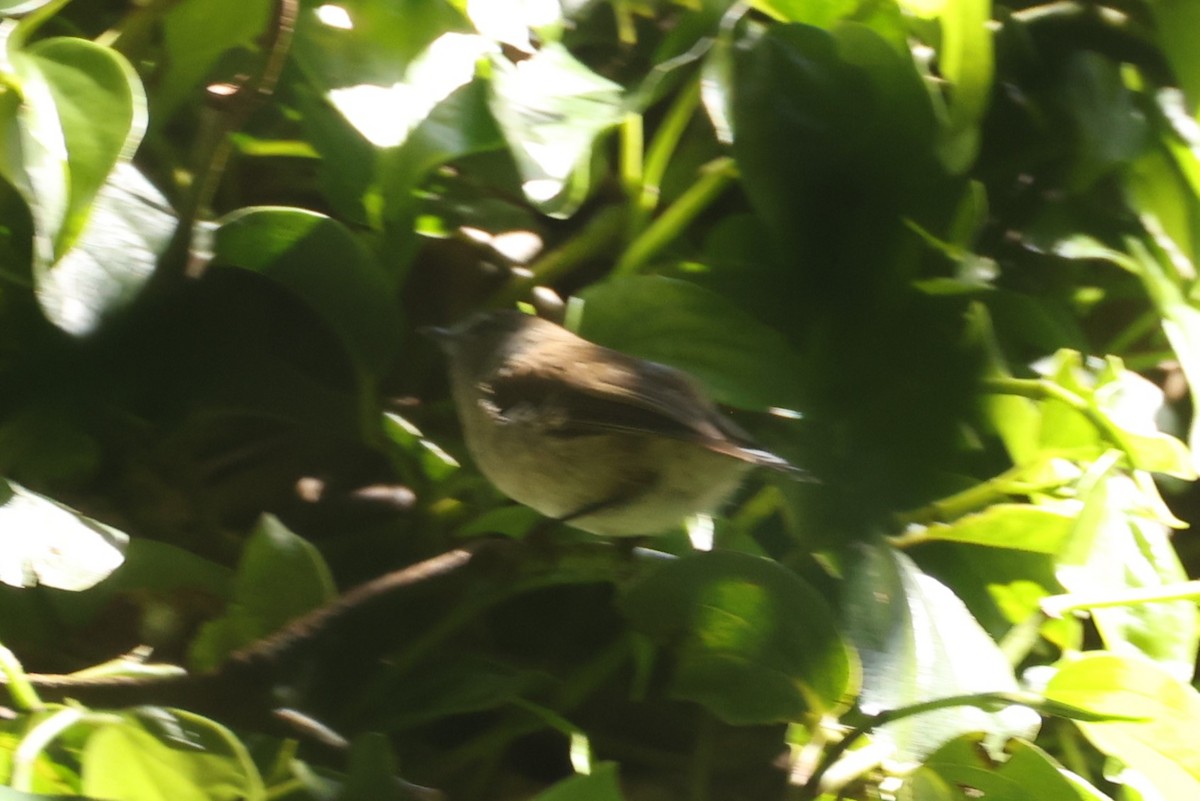 Brown Gerygone - ML631650326