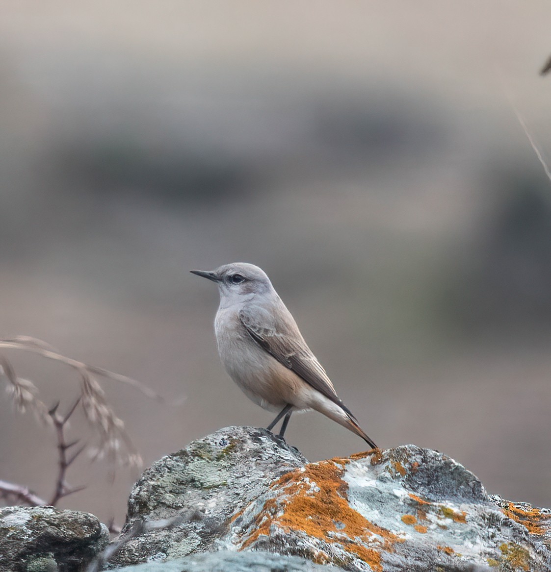 Persian Wheatear - ML631650329