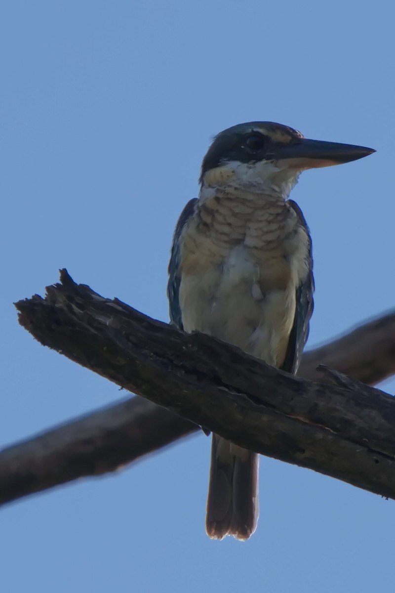 Sacred Kingfisher - ML631650386