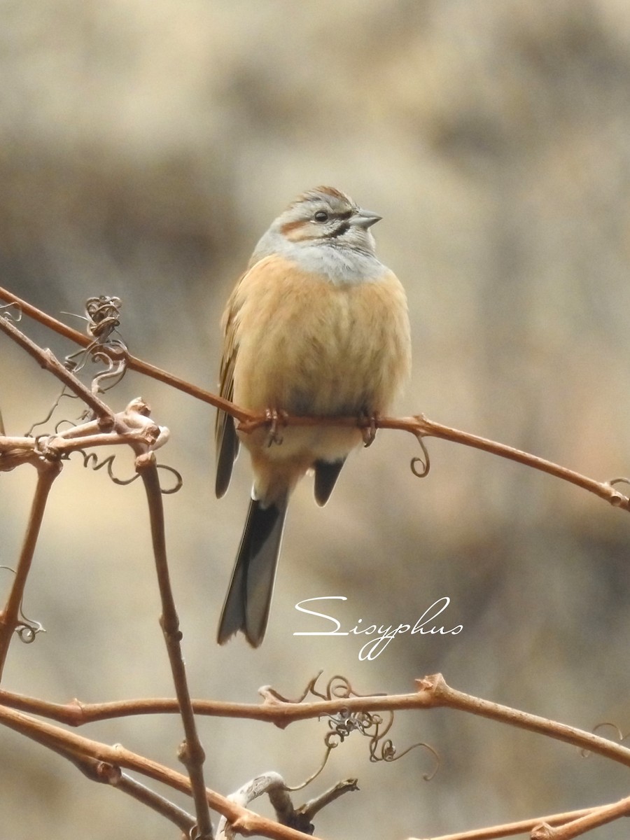Godlewski's Bunting (godlewskii Group) - ML631650391