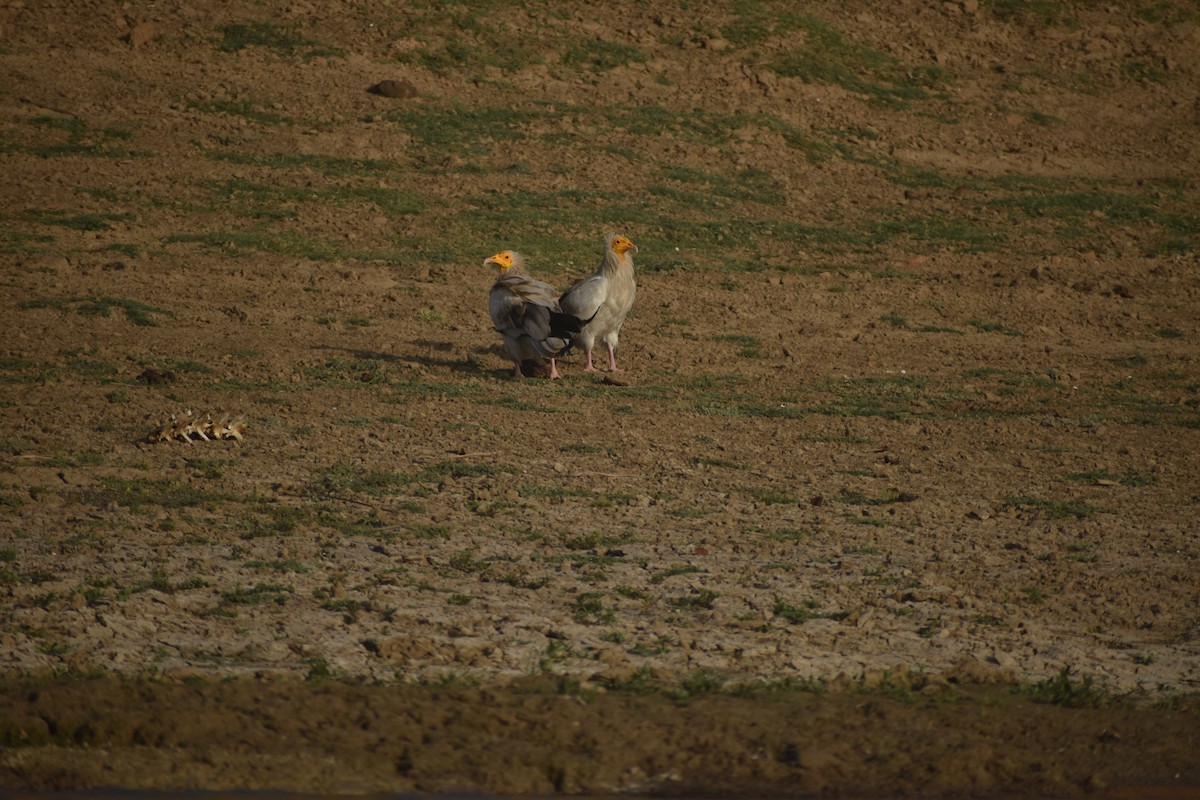 Egyptian Vulture - ML631650410
