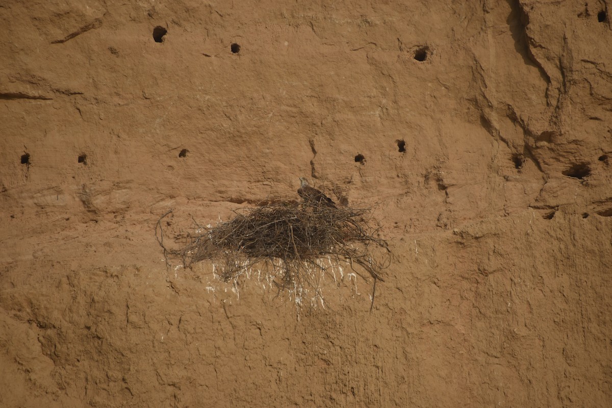 Bonelli's Eagle - ML631650466