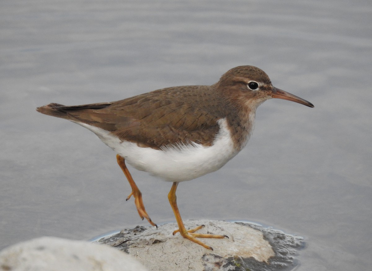 ביצנית נקודה - ML631650482