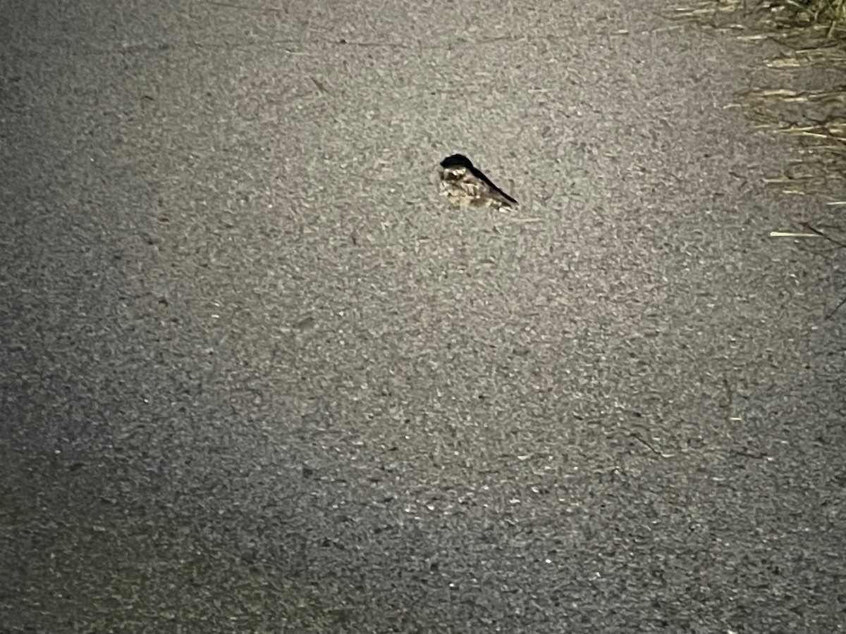 Common Poorwill - ML631650557
