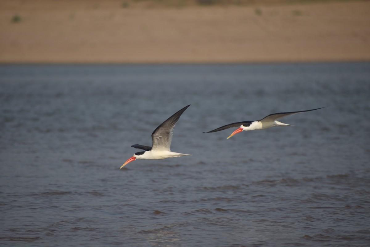 Indian Skimmer - ML631650627