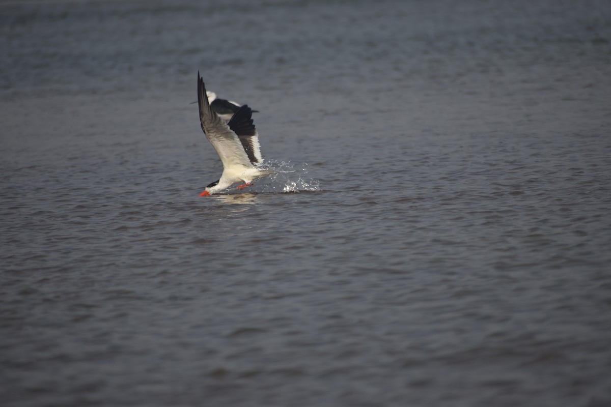 Indian Skimmer - ML631650662