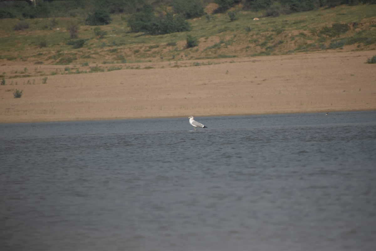 Pallas's Gull - ML631650746
