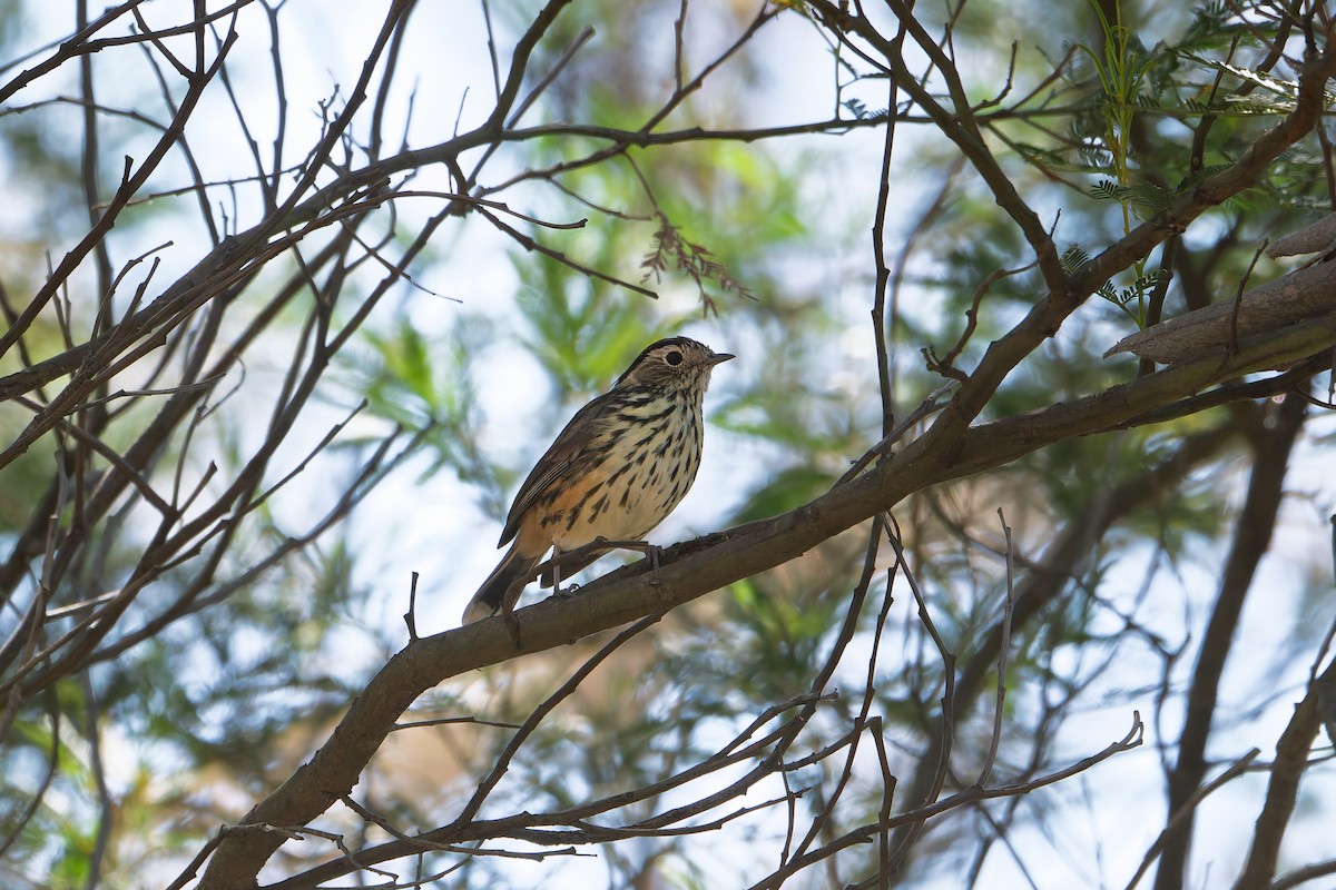 Speckled Warbler - ML631650750