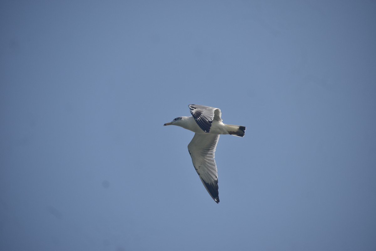 Pallas's Gull - ML631650789