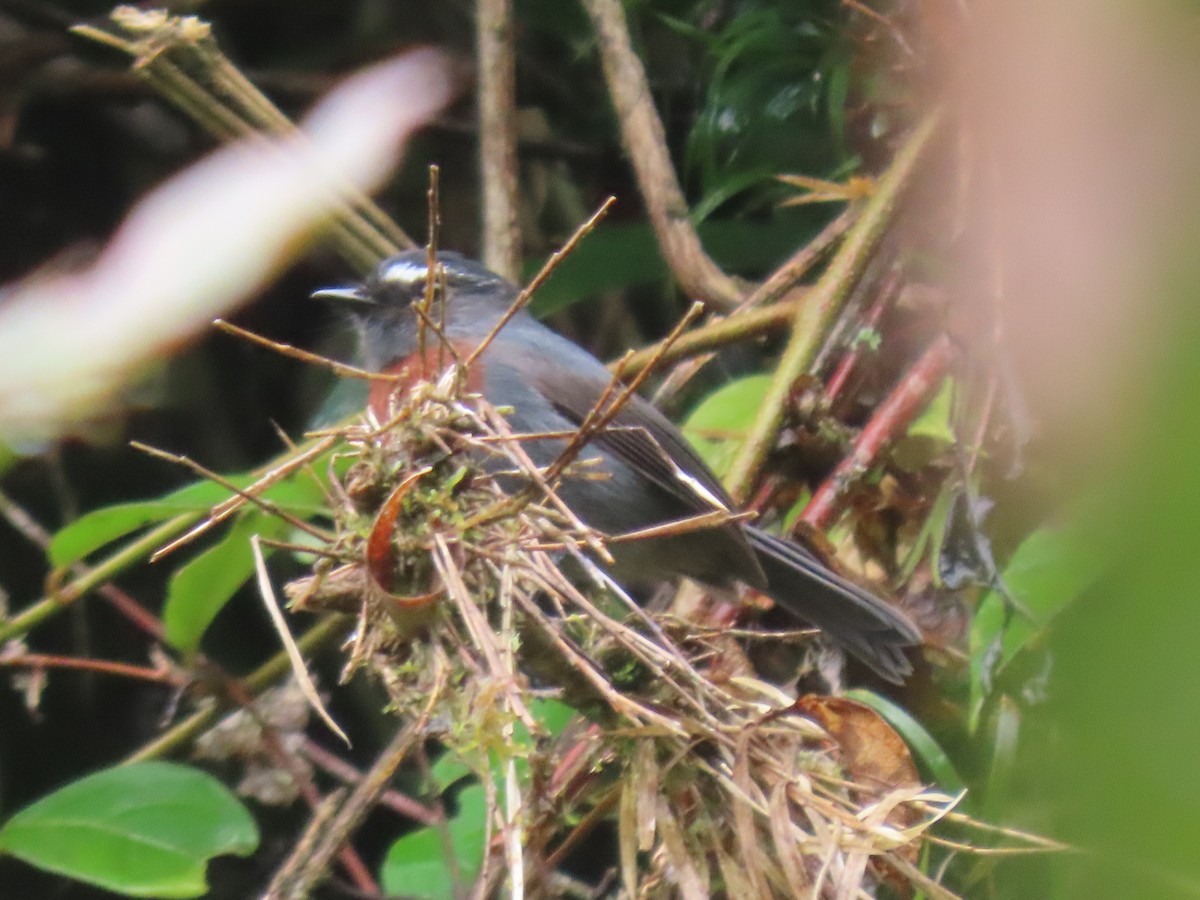 Maroon-belted Chat-Tyrant - ML631650839