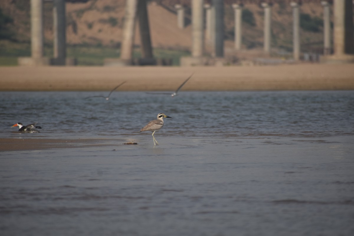 Great Thick-knee - ML631650952