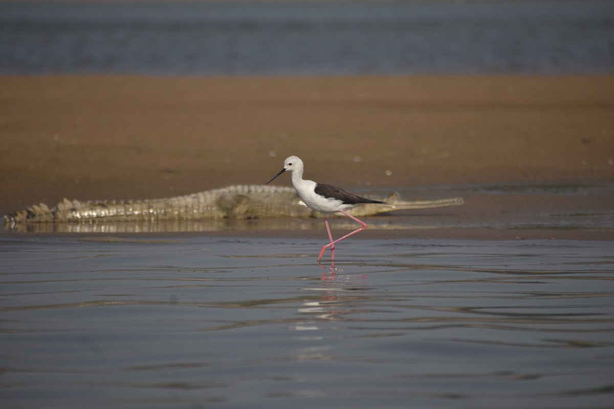 Black-winged Stilt - ML631650969