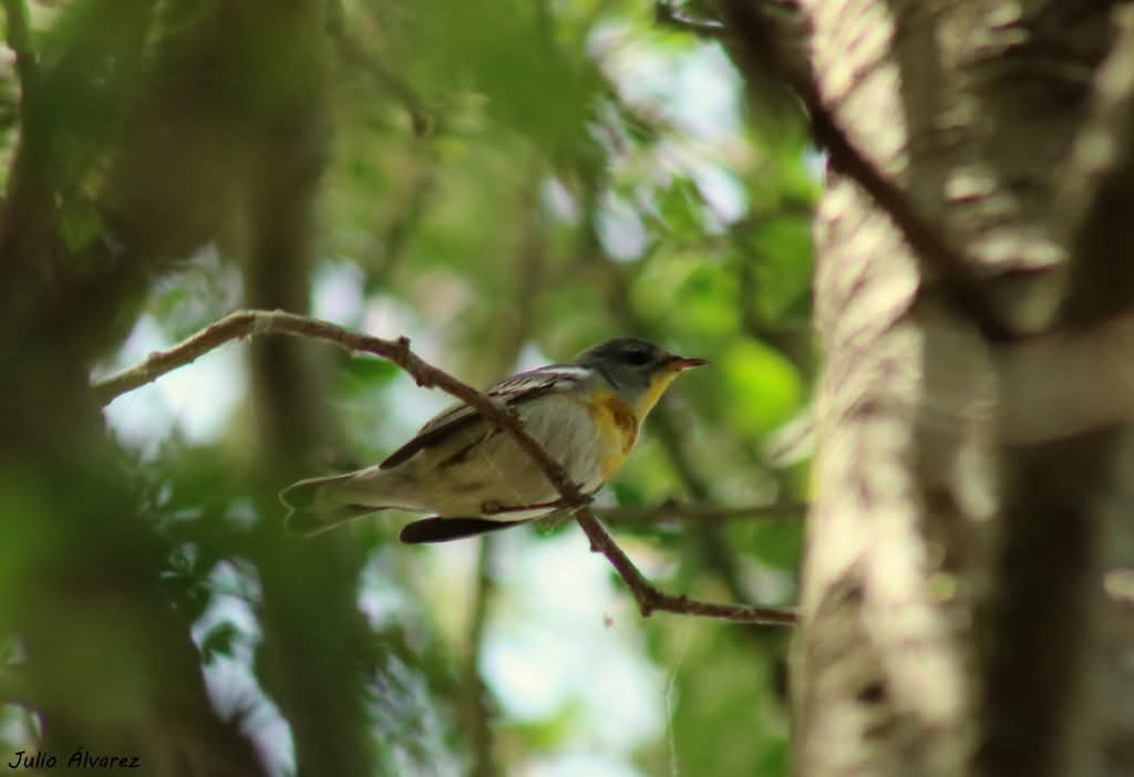 Northern Parula - ML631650972