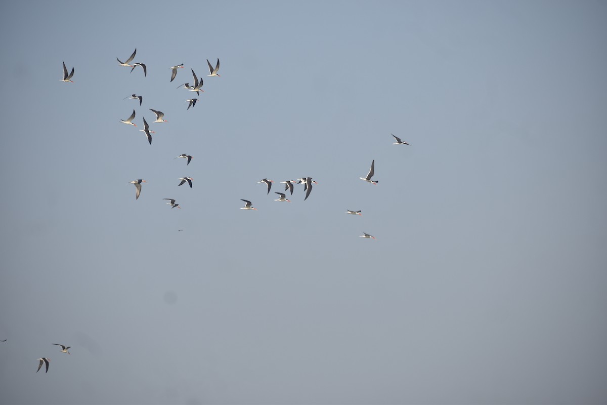 Indian Skimmer - ML631651173