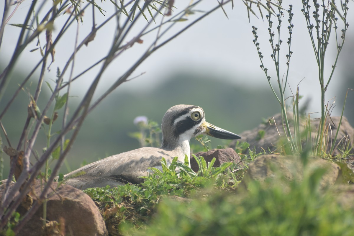 Great Thick-knee - ML631651232