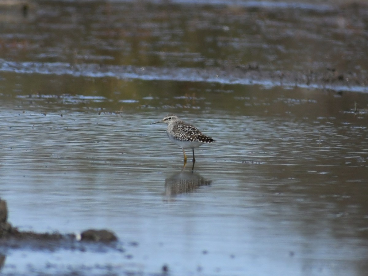 鷹斑鷸 - ML631651265