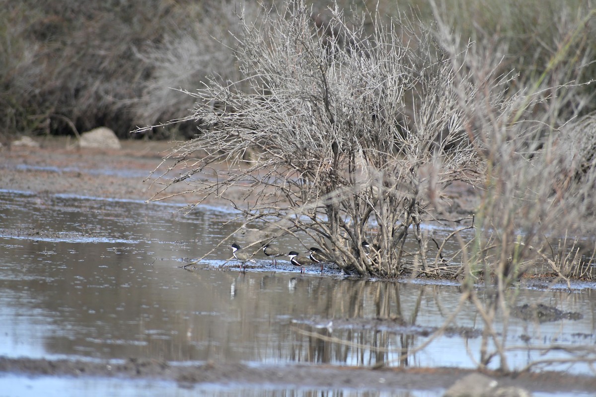 Red-kneed Dotterel - ML631651276