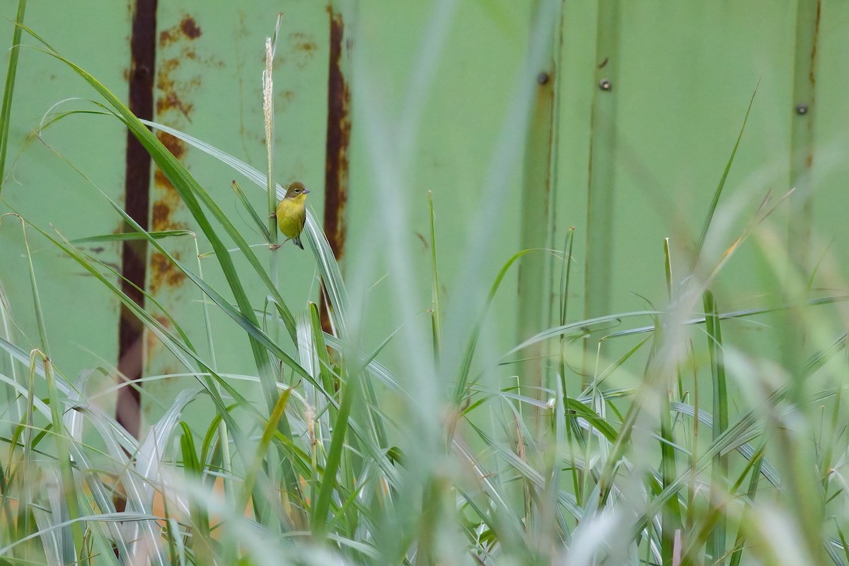 Yellow Bunting - ML631651277