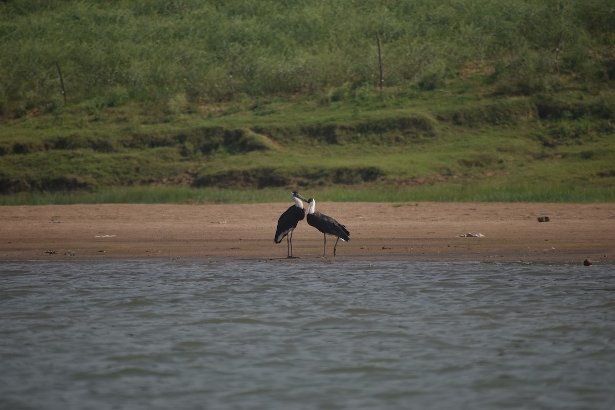 Asian Woolly-necked Stork - ML631651321