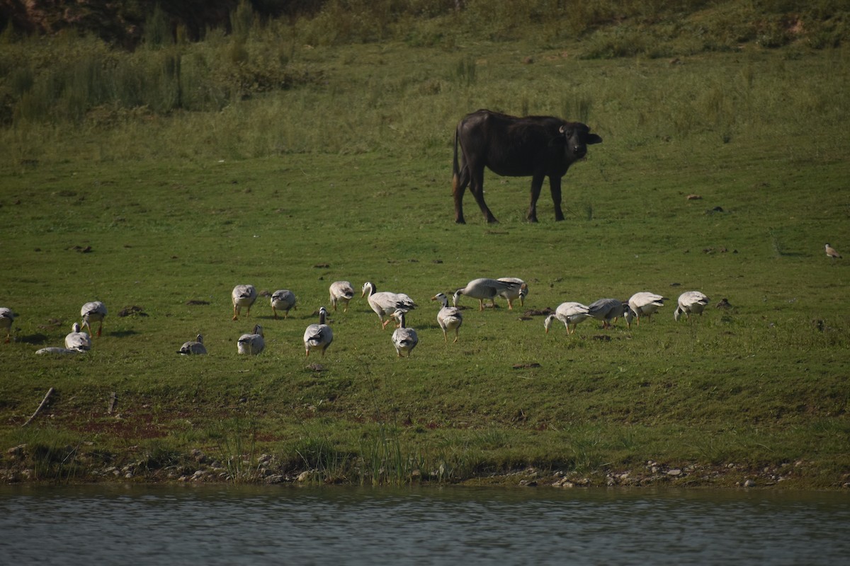 Bar-headed Goose - ML631651390