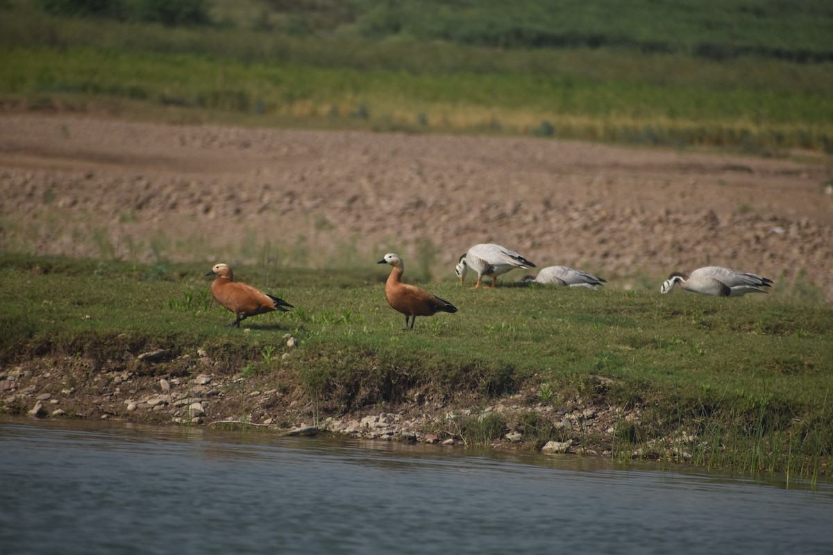 Ruddy Shelduck - ML631651408