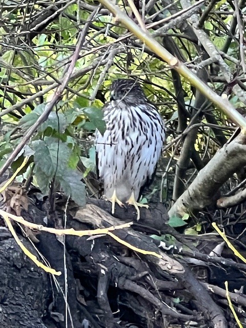 Cooper's Hawk - ML631651429