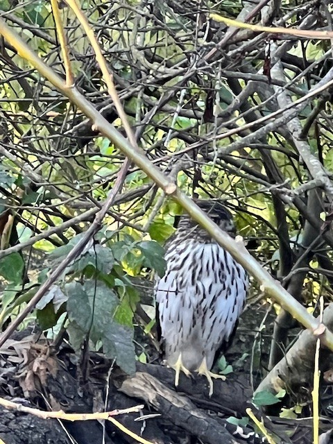 Cooper's Hawk - ML631651430