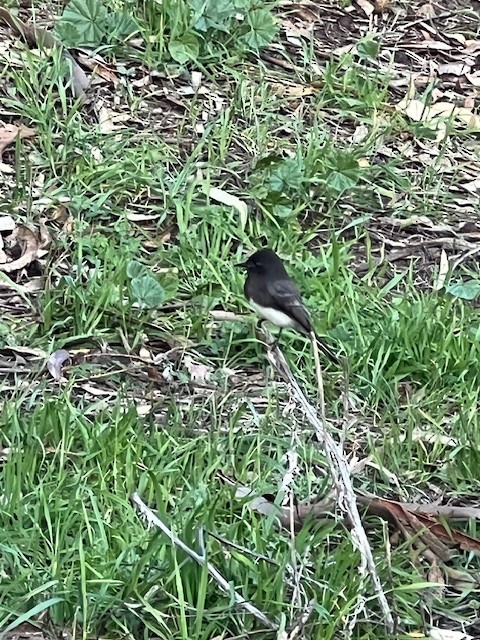 Black Phoebe - ML631651433